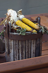 Image showing Corn ears in wooden bucket