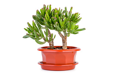 Image showing Crassula Gollum or Trumpet (Finger) Jade