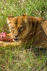 Image showing Lion female with piece of meat.