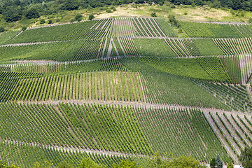 Image showing vineyards Beilstein