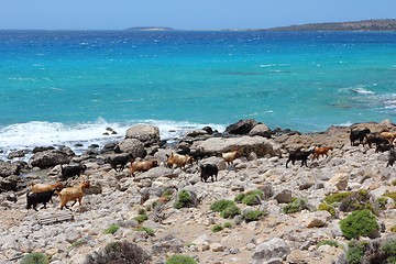 Image showing Goats of Crete