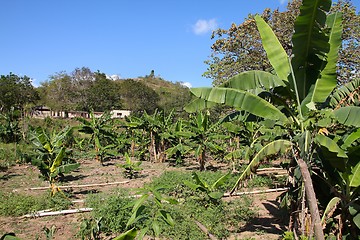 Image showing Banana grove in Cuba