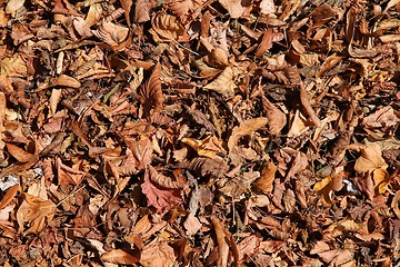 Image showing Dry leaves