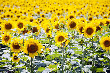 Image showing sunflowers field