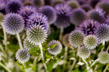 Image showing wild purple green thistel flowers background makro