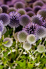 Image showing wild purple green thistel flowers background makro