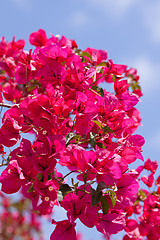 Image showing beautiful pink magenta bougainvillea flowers and blue sky