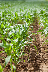 Image showing fresh green corn in summer on field agriculture vegetable