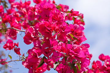 Image showing beautiful pink magenta bougainvillea flowers and blue sky