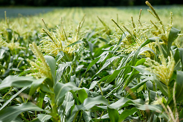 Image showing fresh green corn in summer on field agriculture vegetable
