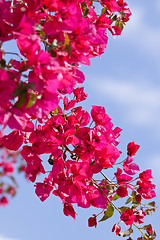 Image showing beautiful pink magenta bougainvillea flowers and blue sky