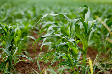 Image showing fresh green corn in summer on field agriculture vegetable