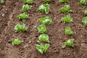 Image showing fresh green salad cabbage on field summer agriculture 