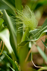 Image showing fresh green corn in summer on field agriculture vegetable