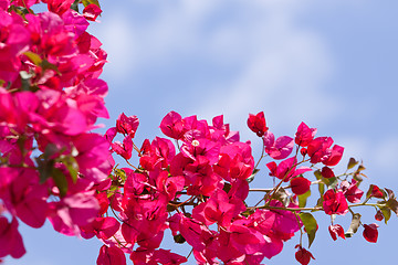 Image showing beautiful pink magenta bougainvillea flowers and blue sky