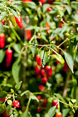 Image showing spicy red hot chilli pepper on tree in summer outdoor