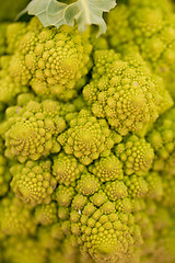 Image showing fresh green romanesco broccoli cabbage macro closeup