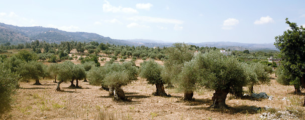 Image showing Cretan olive grove