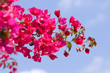 Image showing beautiful pink magenta bougainvillea flowers and blue sky