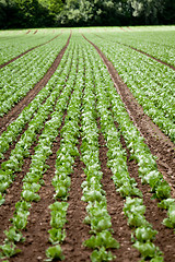 Image showing fresh green salad cabbage on field summer agriculture 