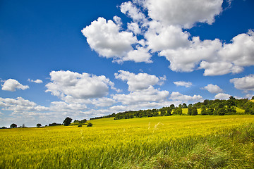 Image showing Fields of Wheat