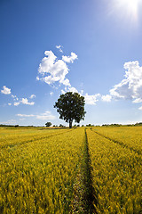 Image showing Fields of Wheat