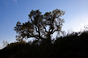 Image showing Tree in the darkness