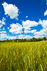 Image showing Fields of Wheat