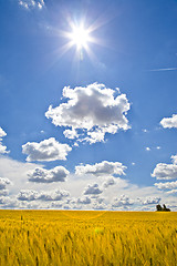 Image showing Fields of Wheat