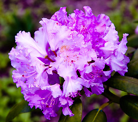 Image showing Rhododendron