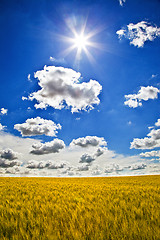 Image showing Fields of Wheat