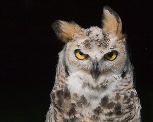 Image showing owl