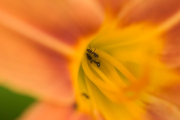 Image showing Inside a tiger lily