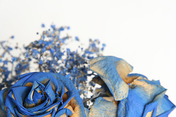 Image showing blue roses