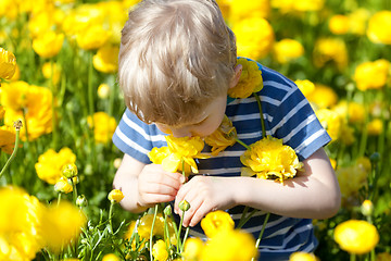 Image showing child at the blooming field