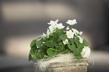 Image showing White violets growing in a container