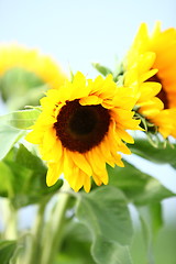 Image showing Sunflowers growing in a field