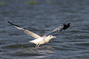 Image showing closeup of a gull taking off