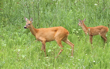 Image showing deer family - doe and calf
