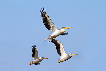 Image showing flock of pelicans flying