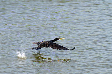 Image showing great cormoran flying over Danube river