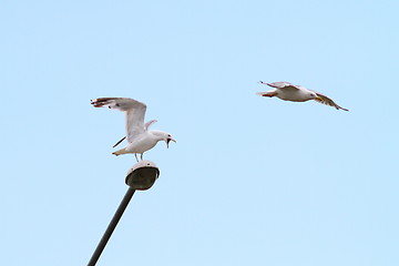 Image showing gulls fighting for lamppost