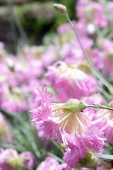 Image showing purple flowers damaged after the storm