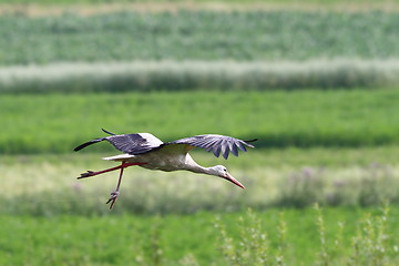 Image showing stork in flight over green fields