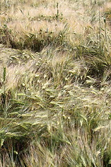 Image showing wheat field after the storm