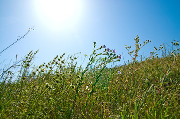 Image showing sun above green meadow