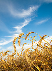 Image showing Golden wheat ears with blue sky over them