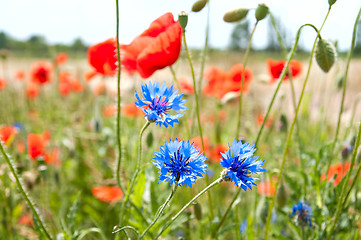 Image showing meadow of poppies and cornflowers