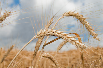 Image showing field of ripe wheat gold color south Ukraine