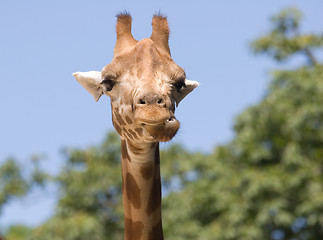 Image showing genus Giraffa